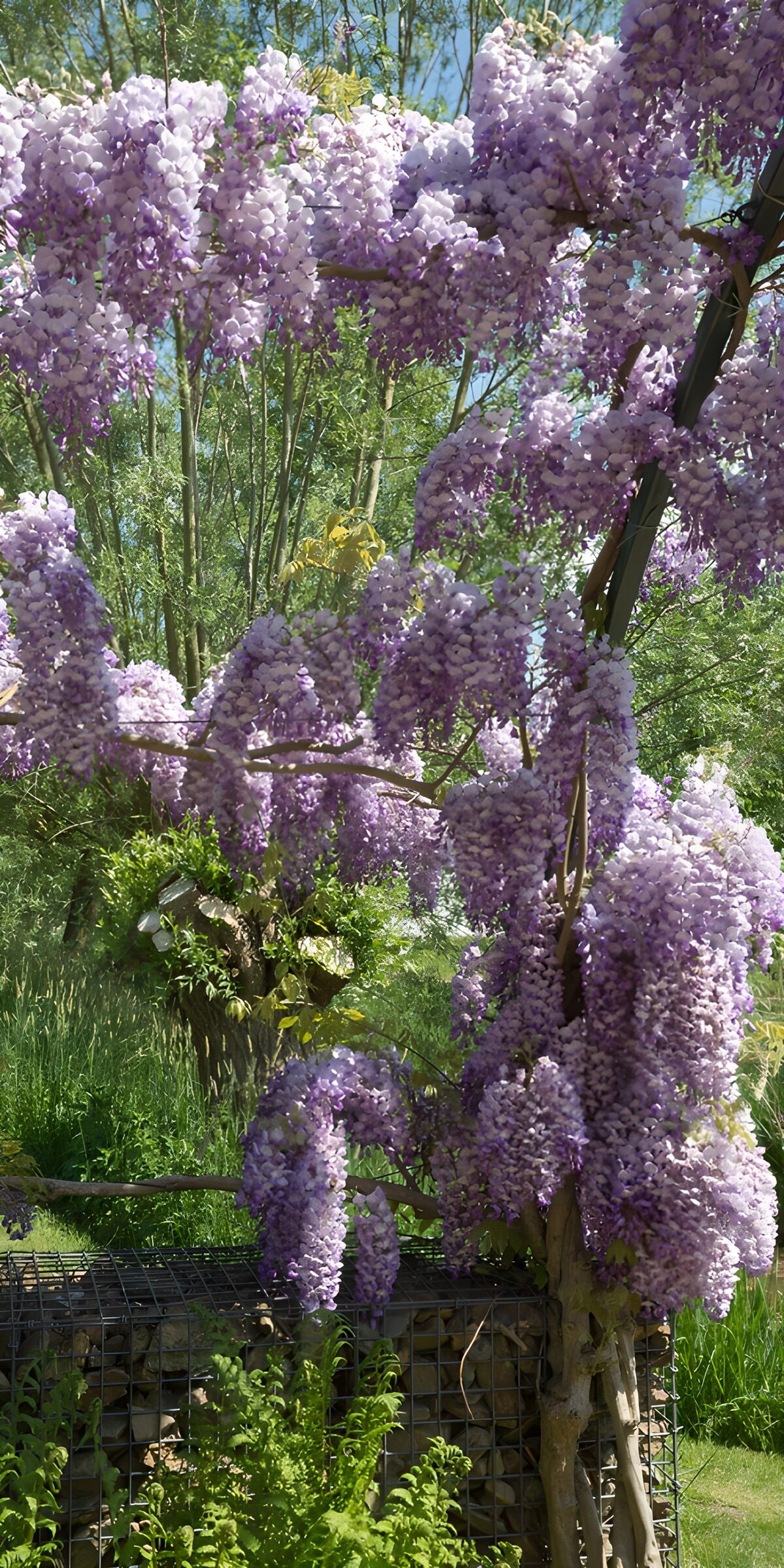 CW1046716: Prachtige paarse wisteria in bloei