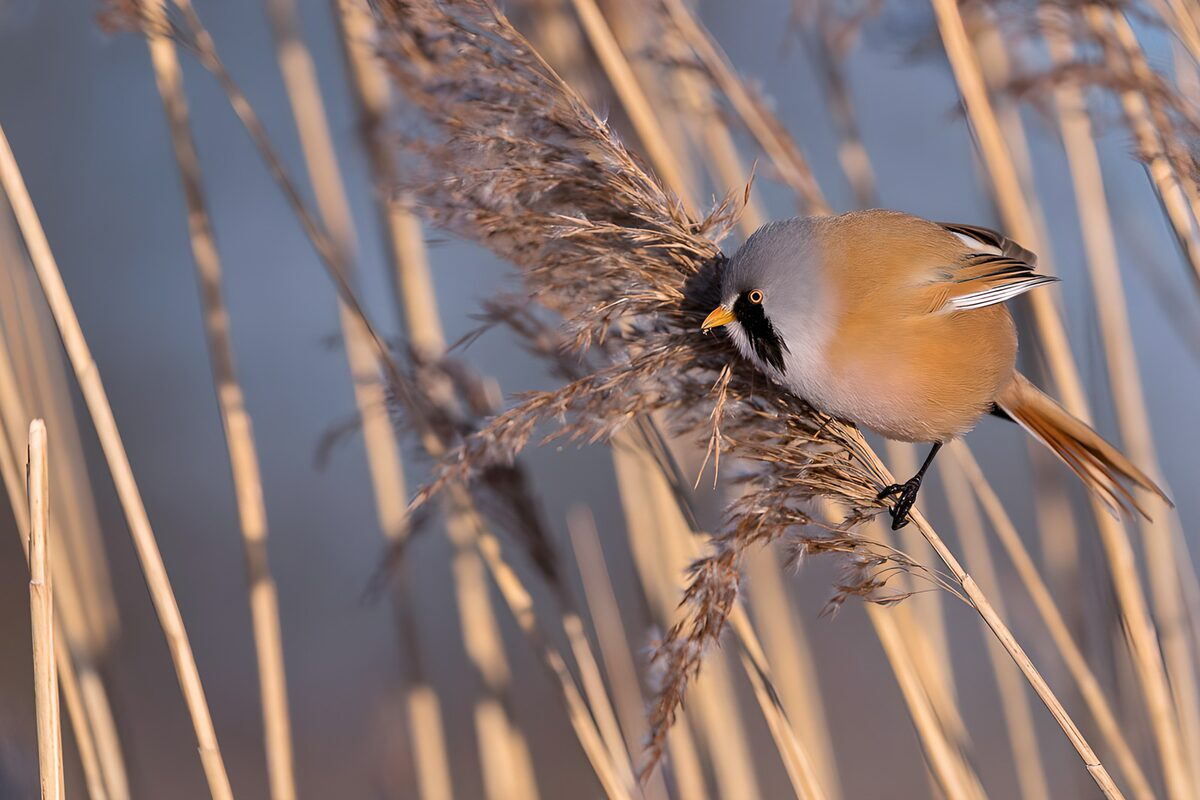 Huismus in Riet