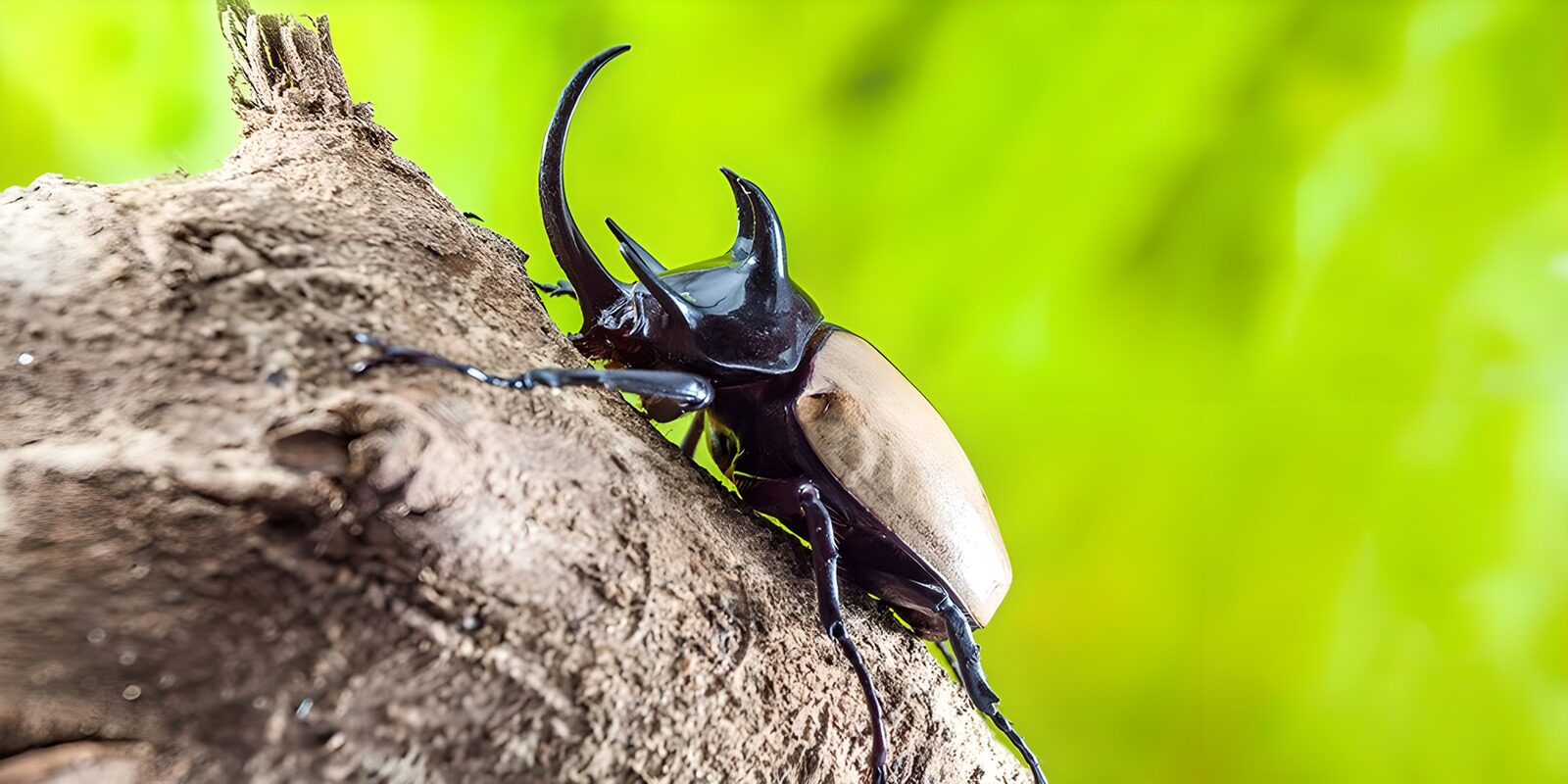 CW1981319: Sterke hamerje verkenner op een boom