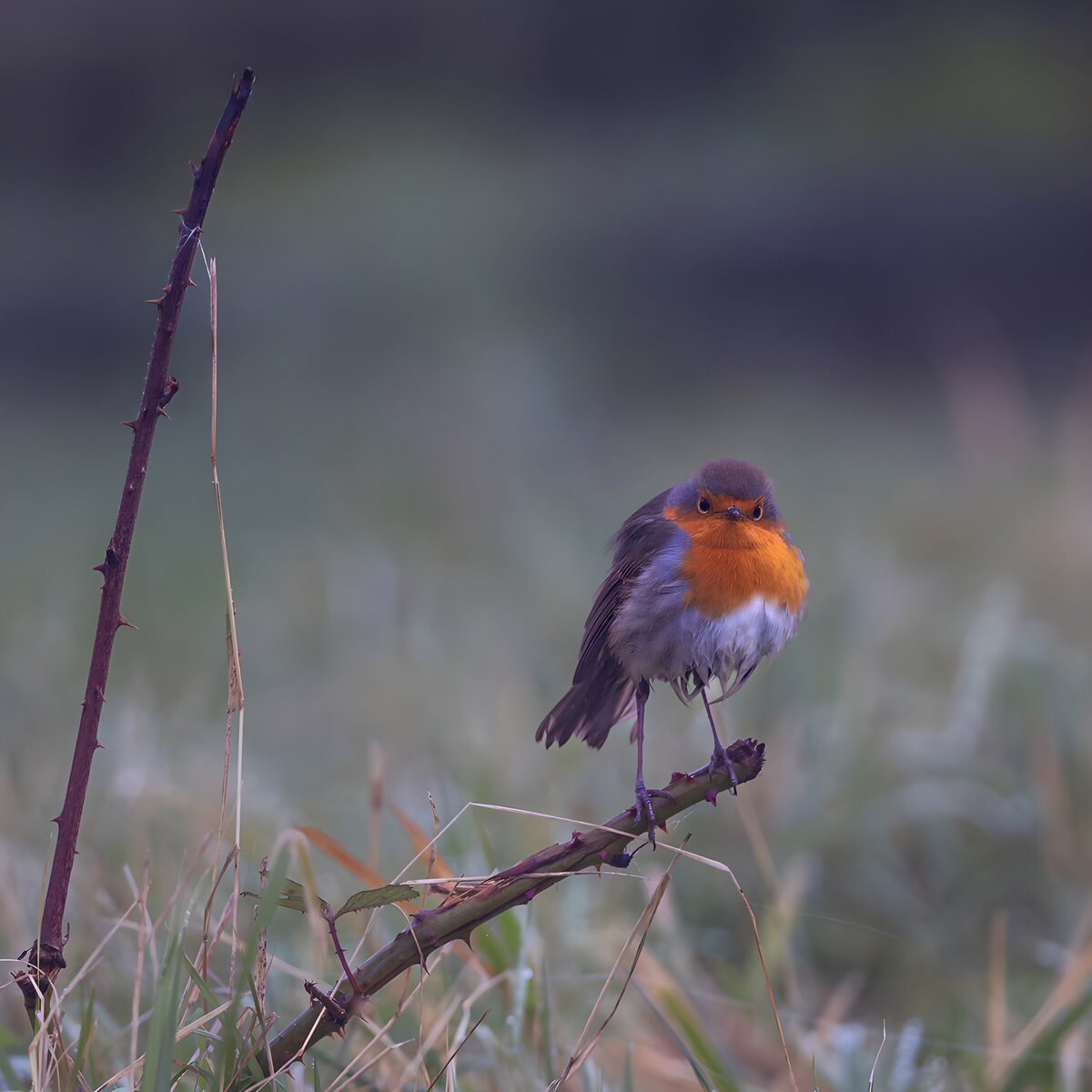 Roodborst op tak in de ochtendmist