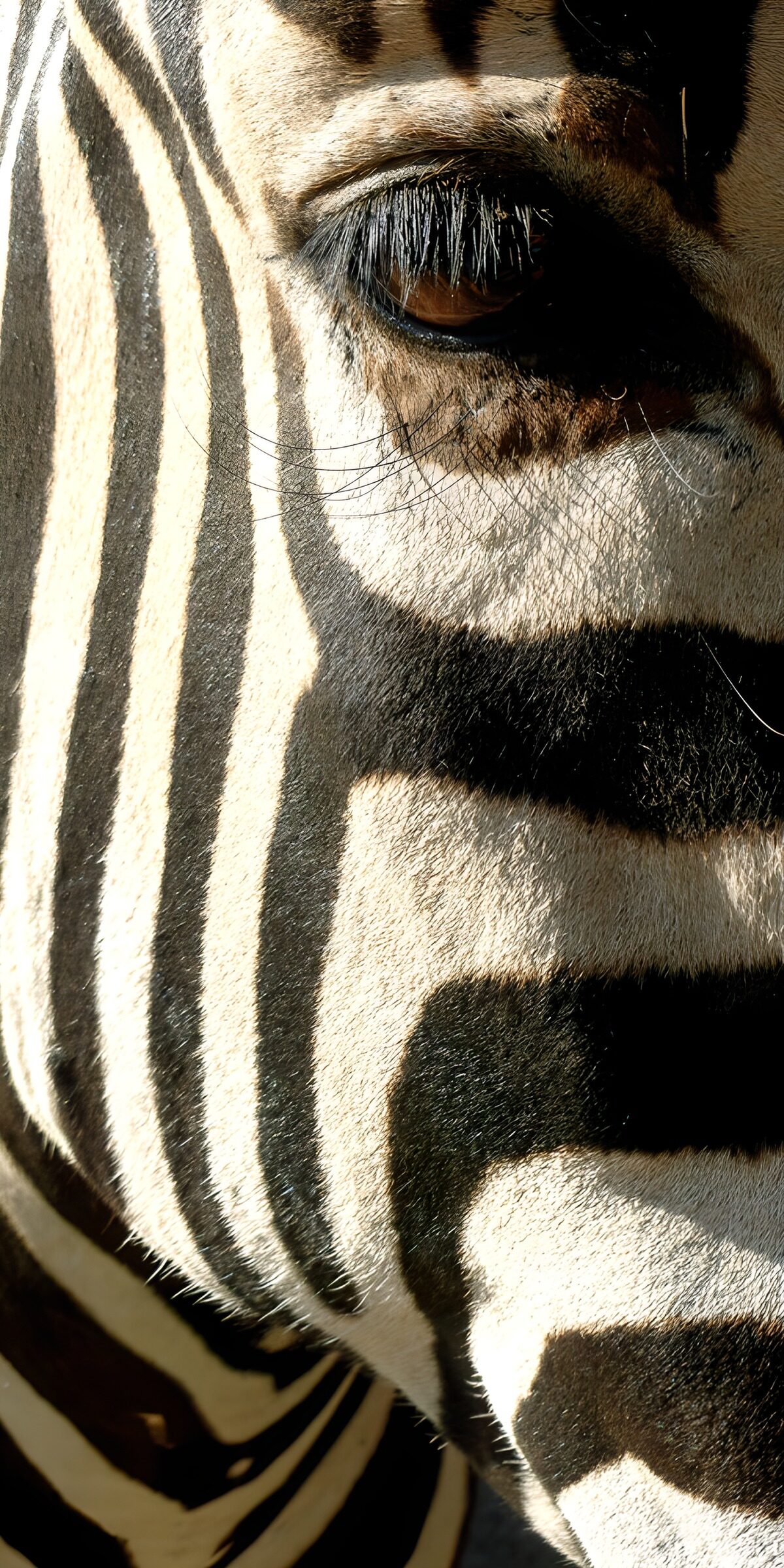 CW2209955: Kijk op de zebra