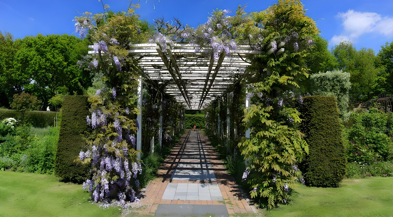 CW1001473: Prachtige Wisteria-tunnel in de tuin
