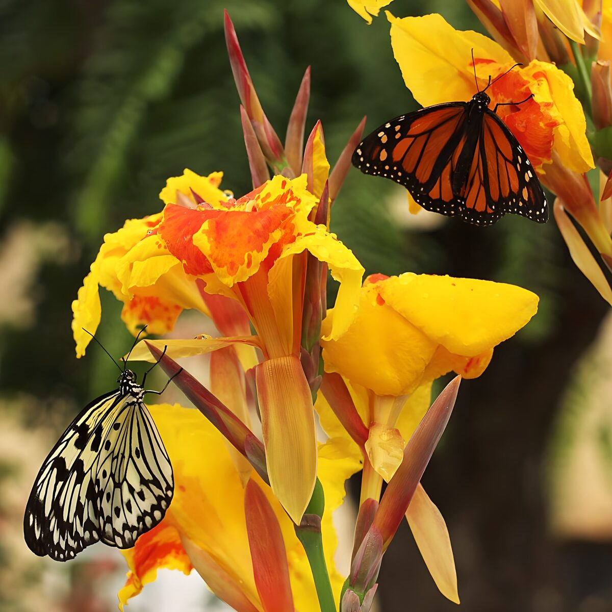 Kleurrijke vlinders op bloemen