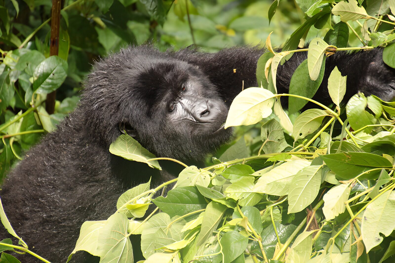 CW8538887: Gorilla tussen weelderig groen