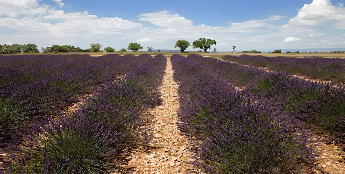 CW7985341: Prachtig Lavendelveld onder de Bliksem