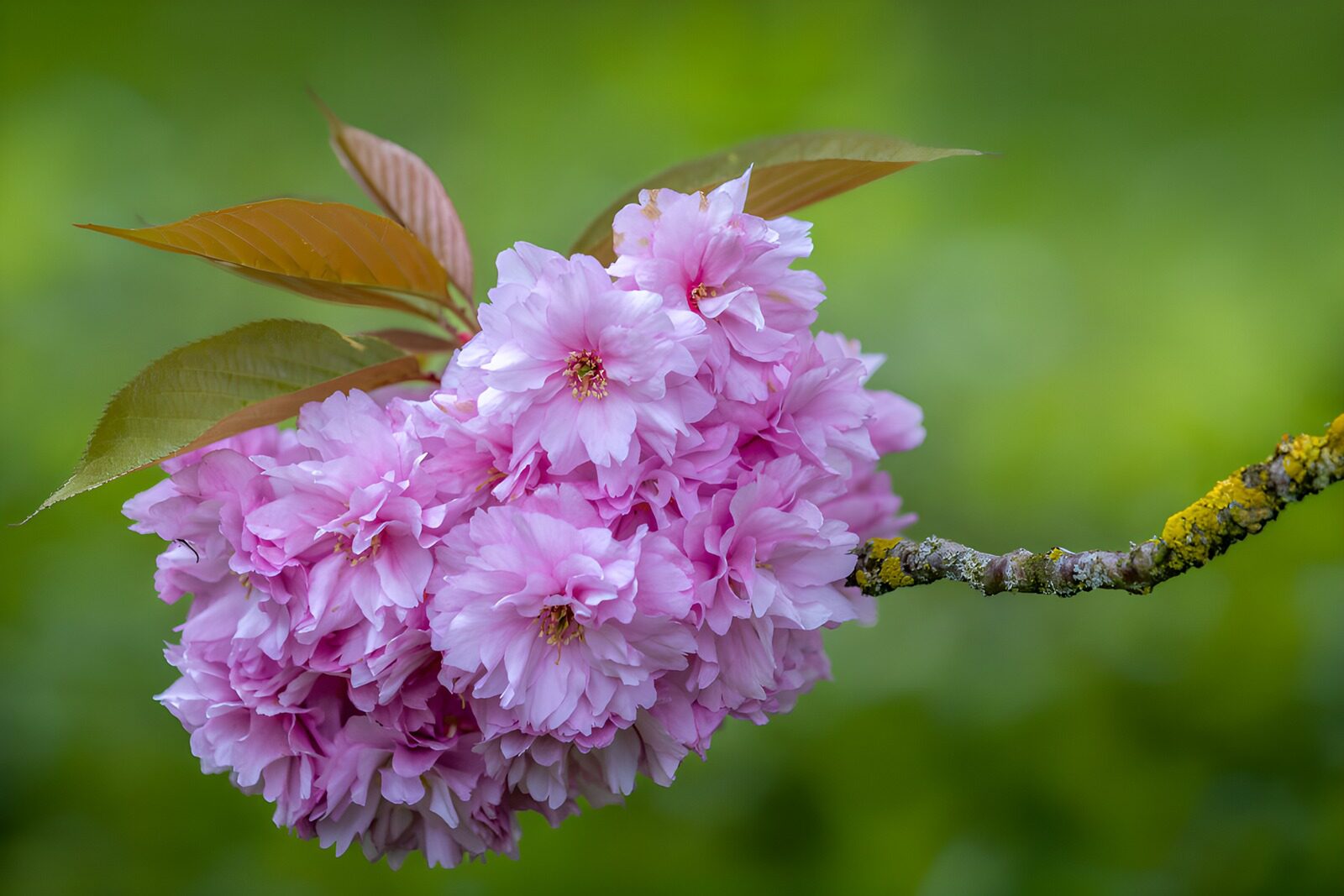 CW7527055: Bloesemtak met prachtige roze bloemen