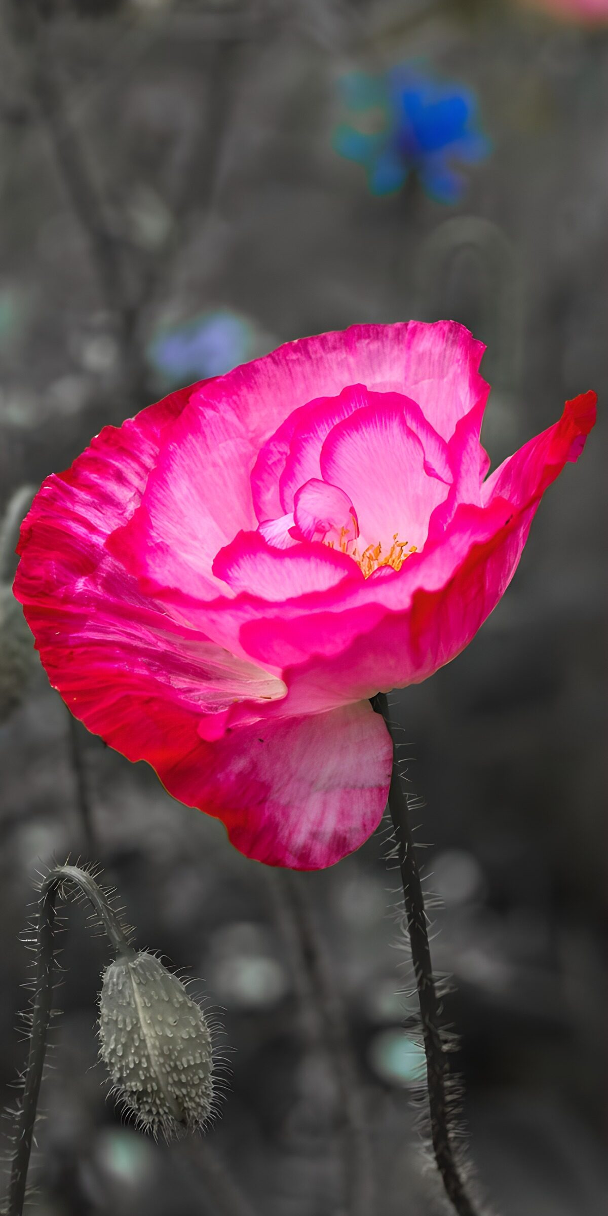 CW6891515: Prachtige roze bloem in zwart-wit