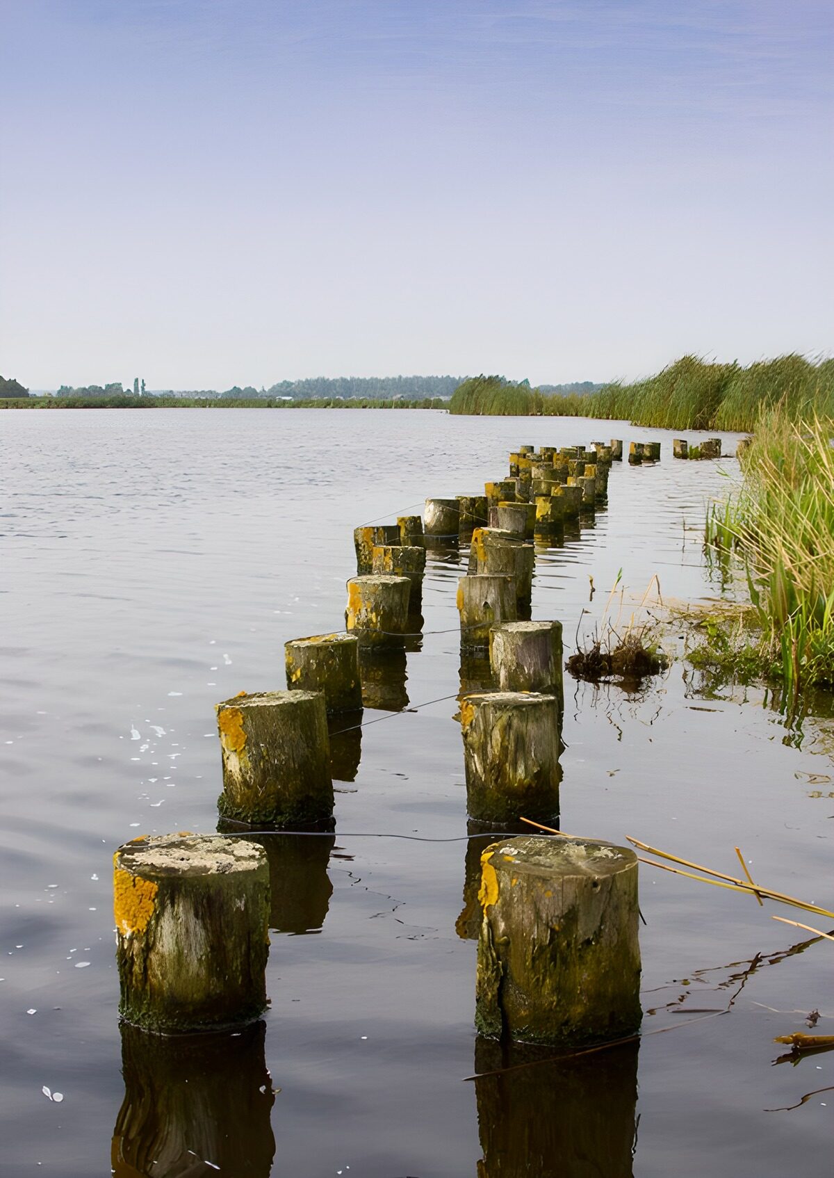 Rustige watergang met houten palen