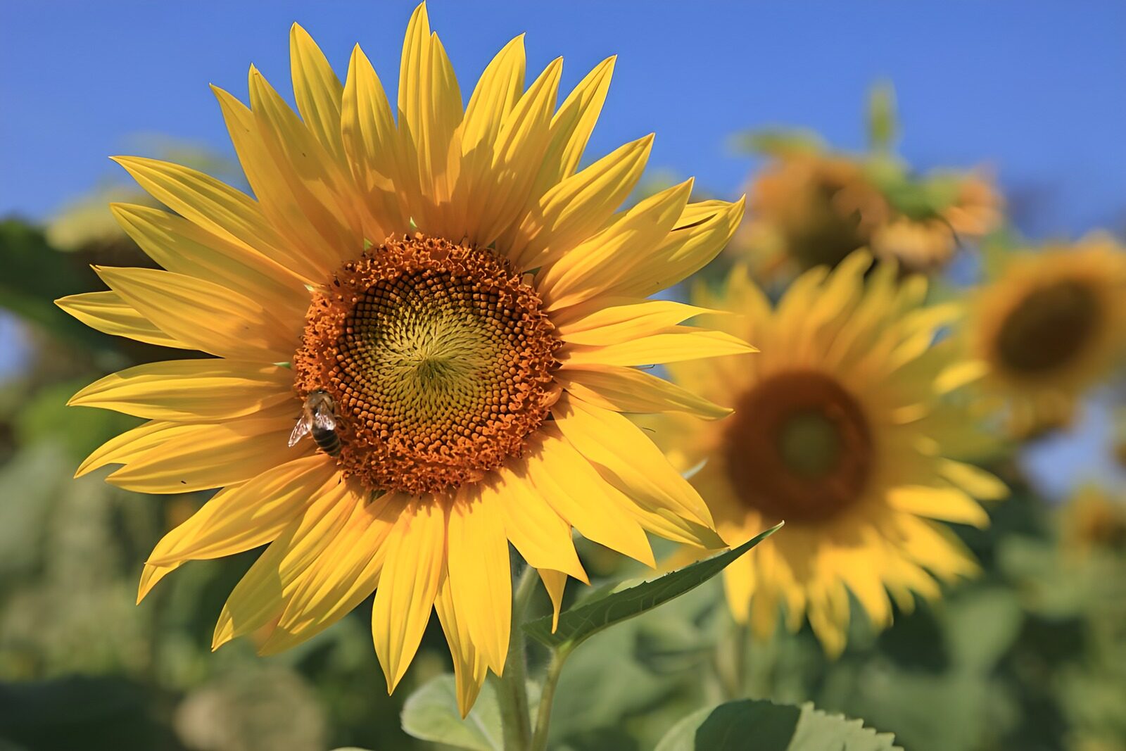 CW7089777: Stralende Zonnebloem in de Zomer