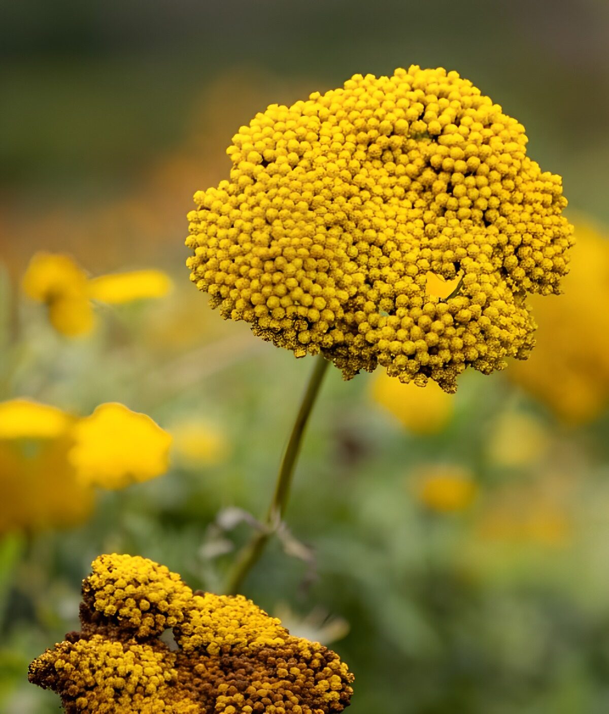 Stralende gele bloemen in bloei