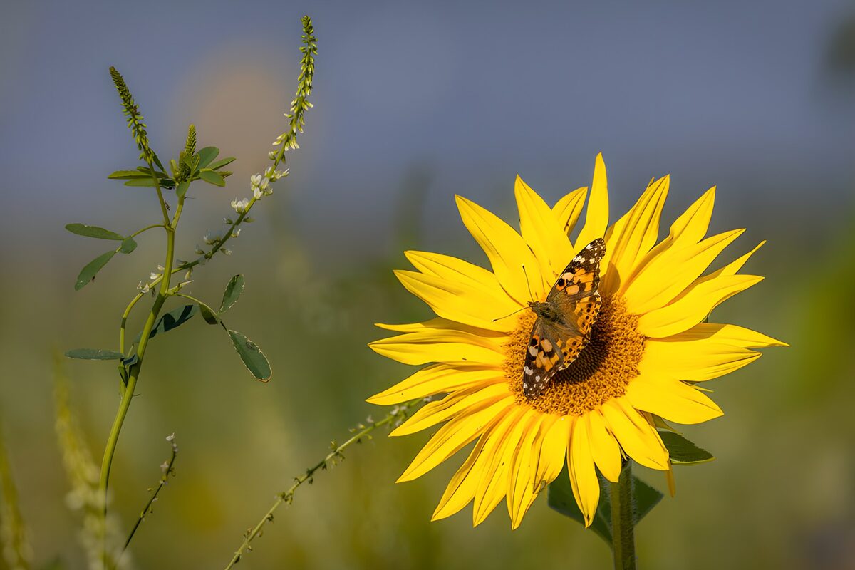 Vlinder op een zonnebloem
