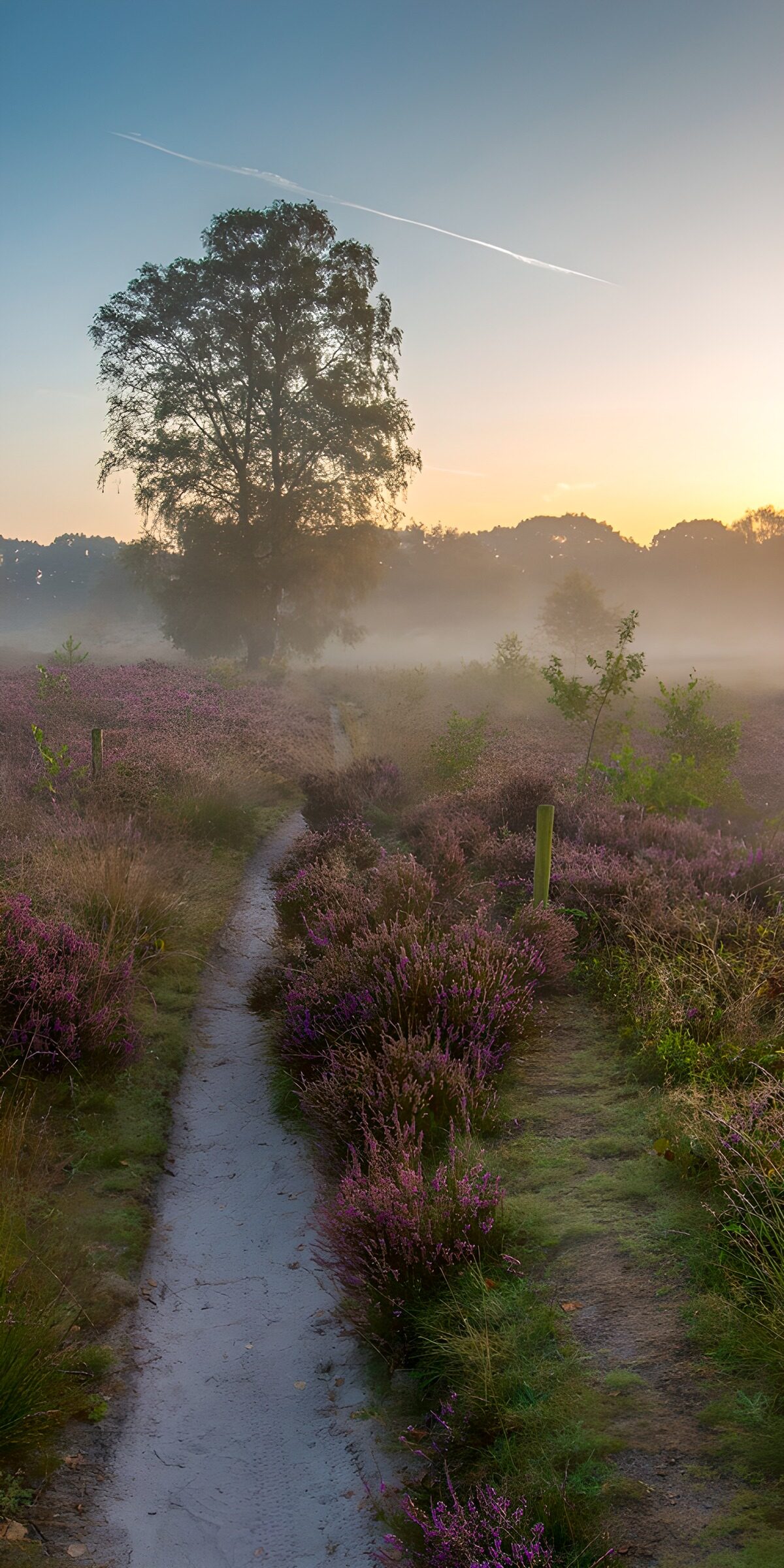CW7542296: Mistige Heide bij Zonsopgang