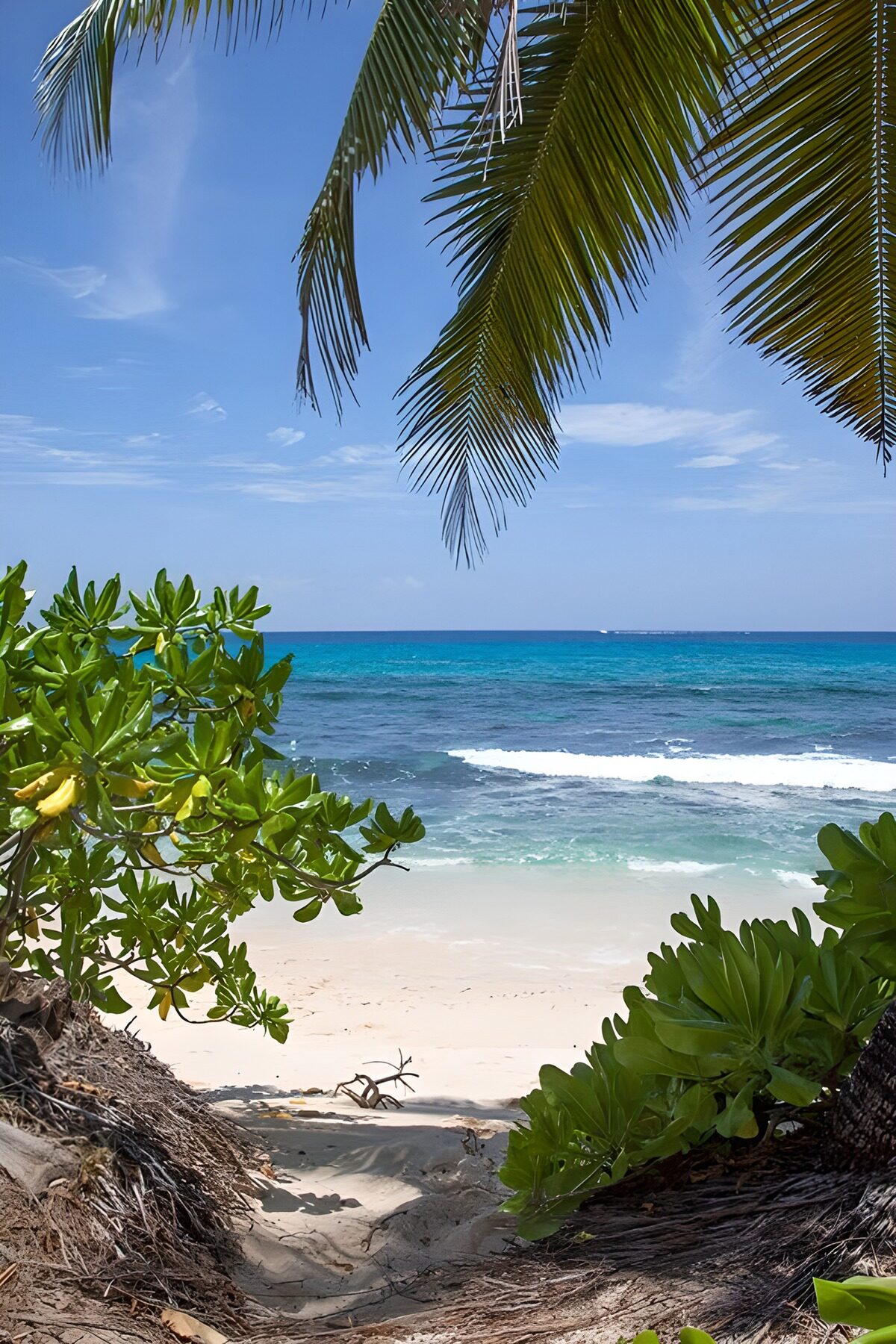 Tropisch strand met palmbomen