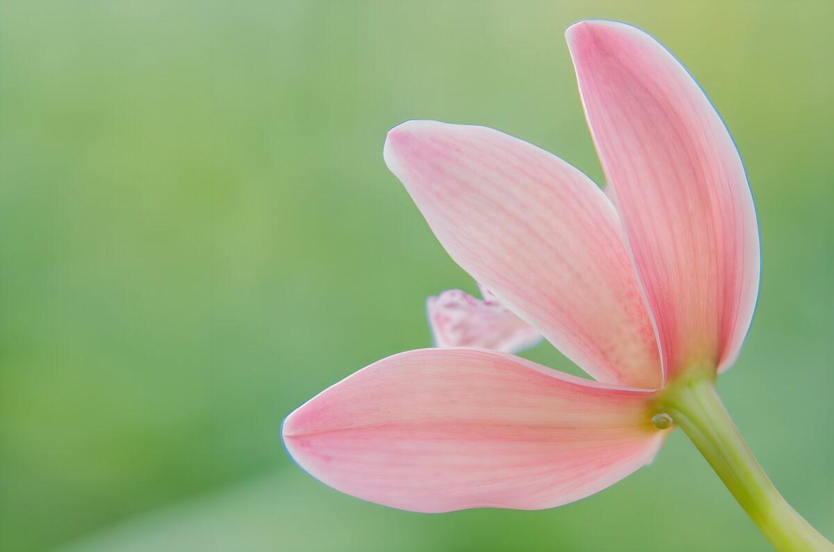 Delicate Roze Bloem in Bliksemlicht