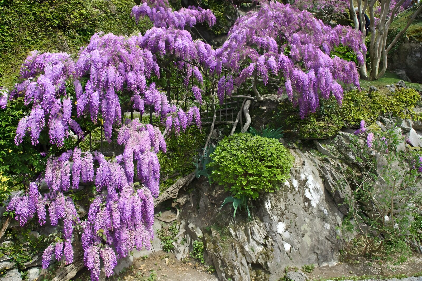 CW1287951: Prachtige paarse bloesems in de natuur