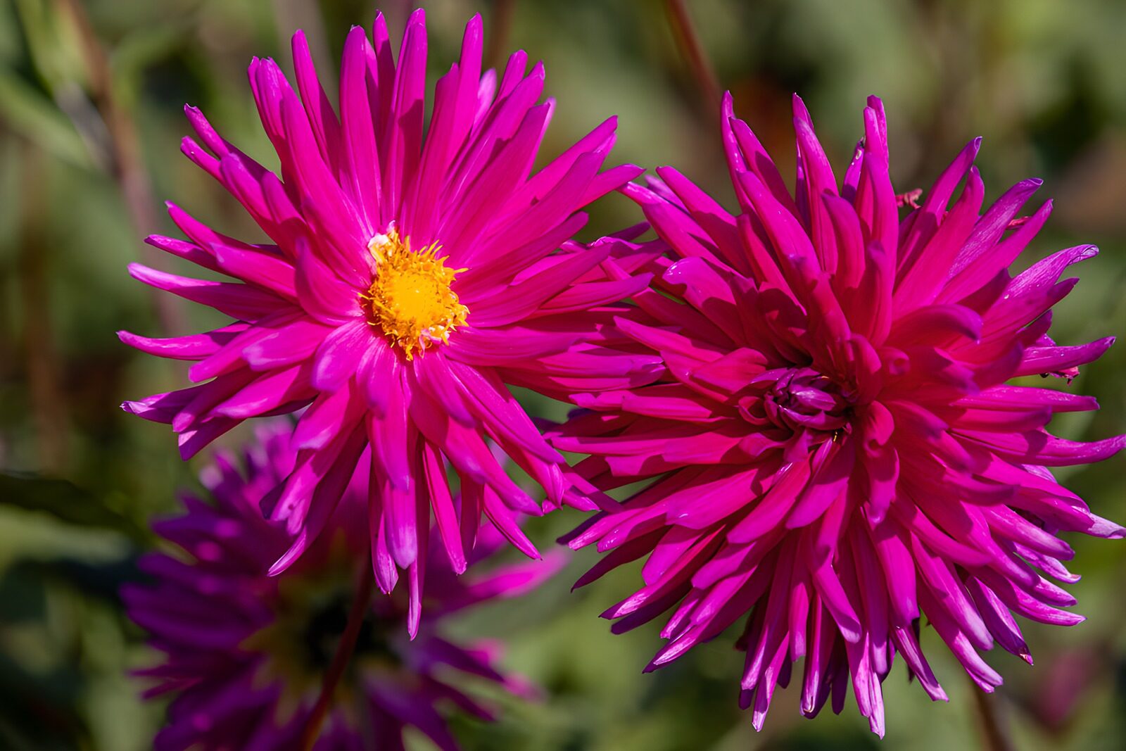CW8668654: Stralende paarse asters in bloei