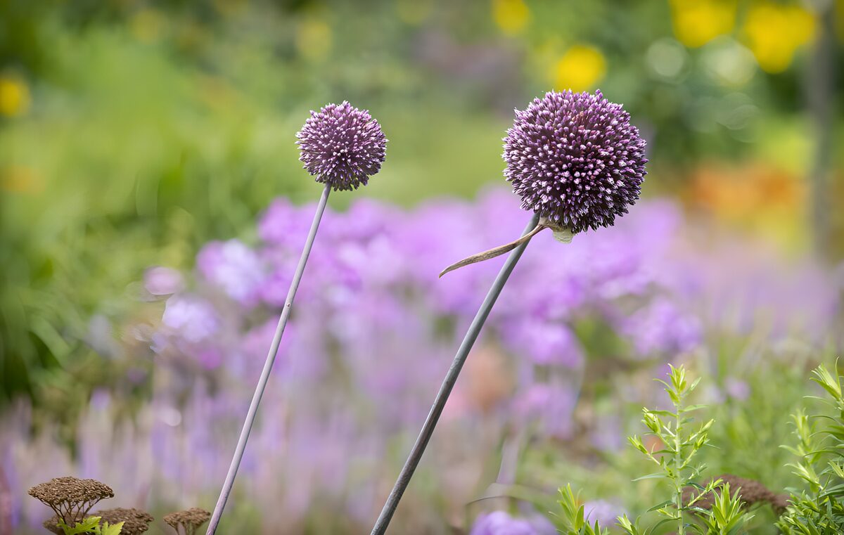Prachtige paarse bloemen in de tuin