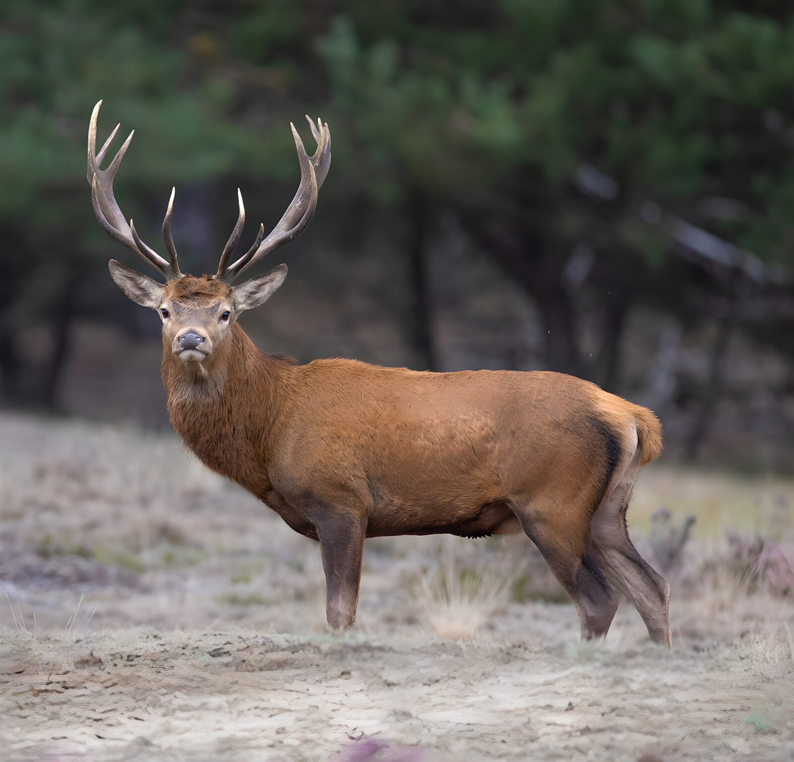 CW7220901: Majestueuze Edelhert in de Natuur