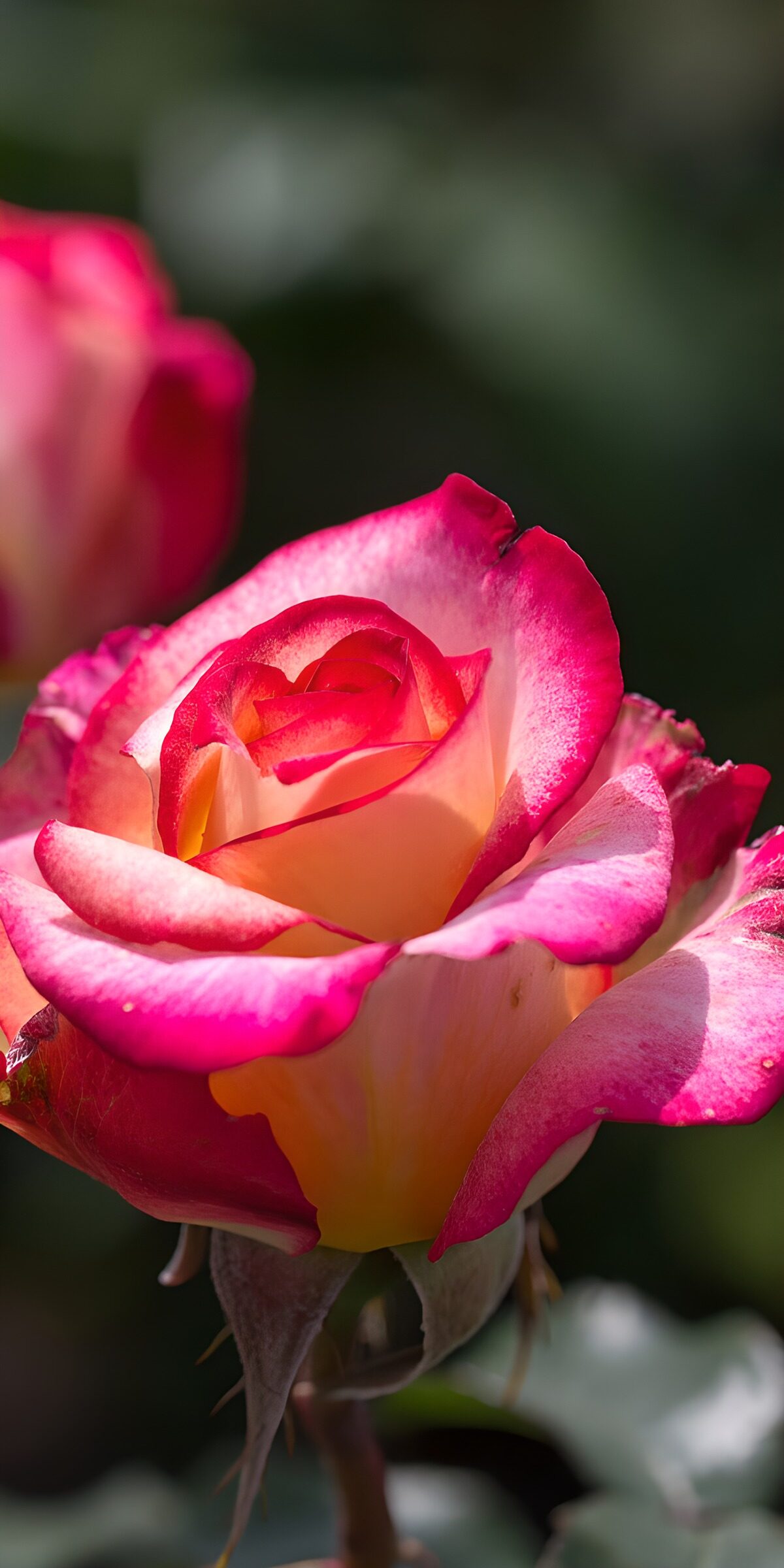 CW6267897: Kleurrijke rozen in volle bloei