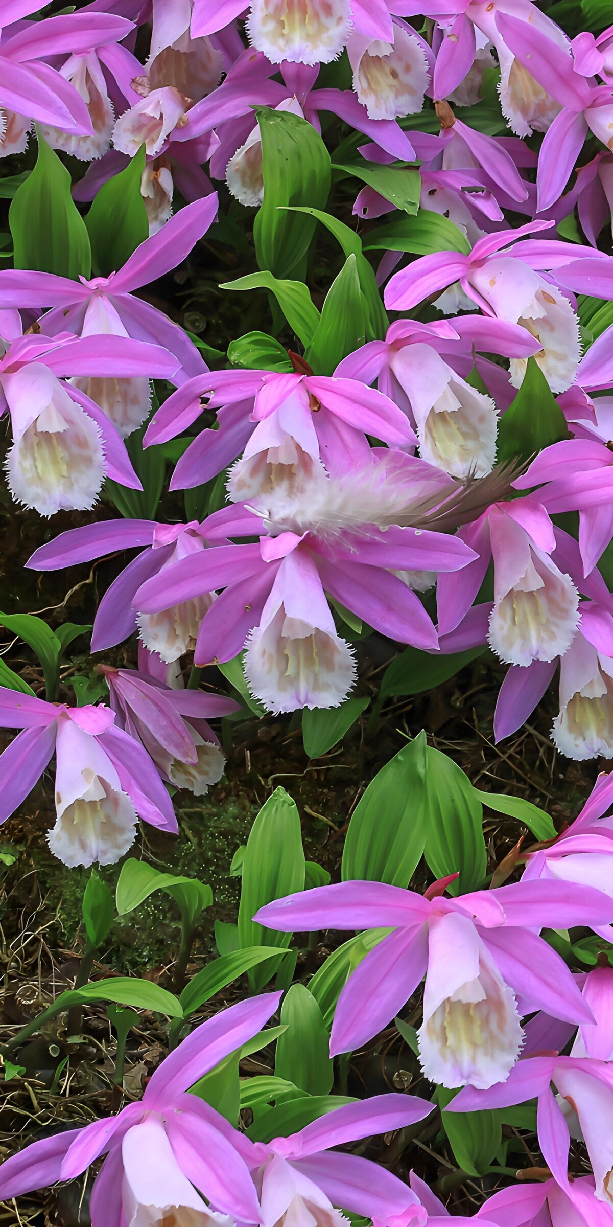 Prachtige roze orchideeën in bloei