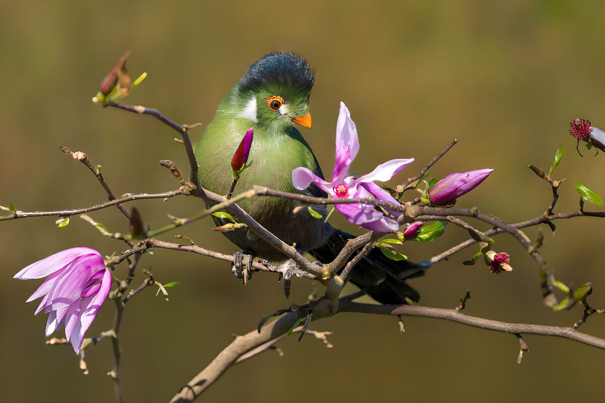 Kleurrijke vogel tussen magnolia bloemen
