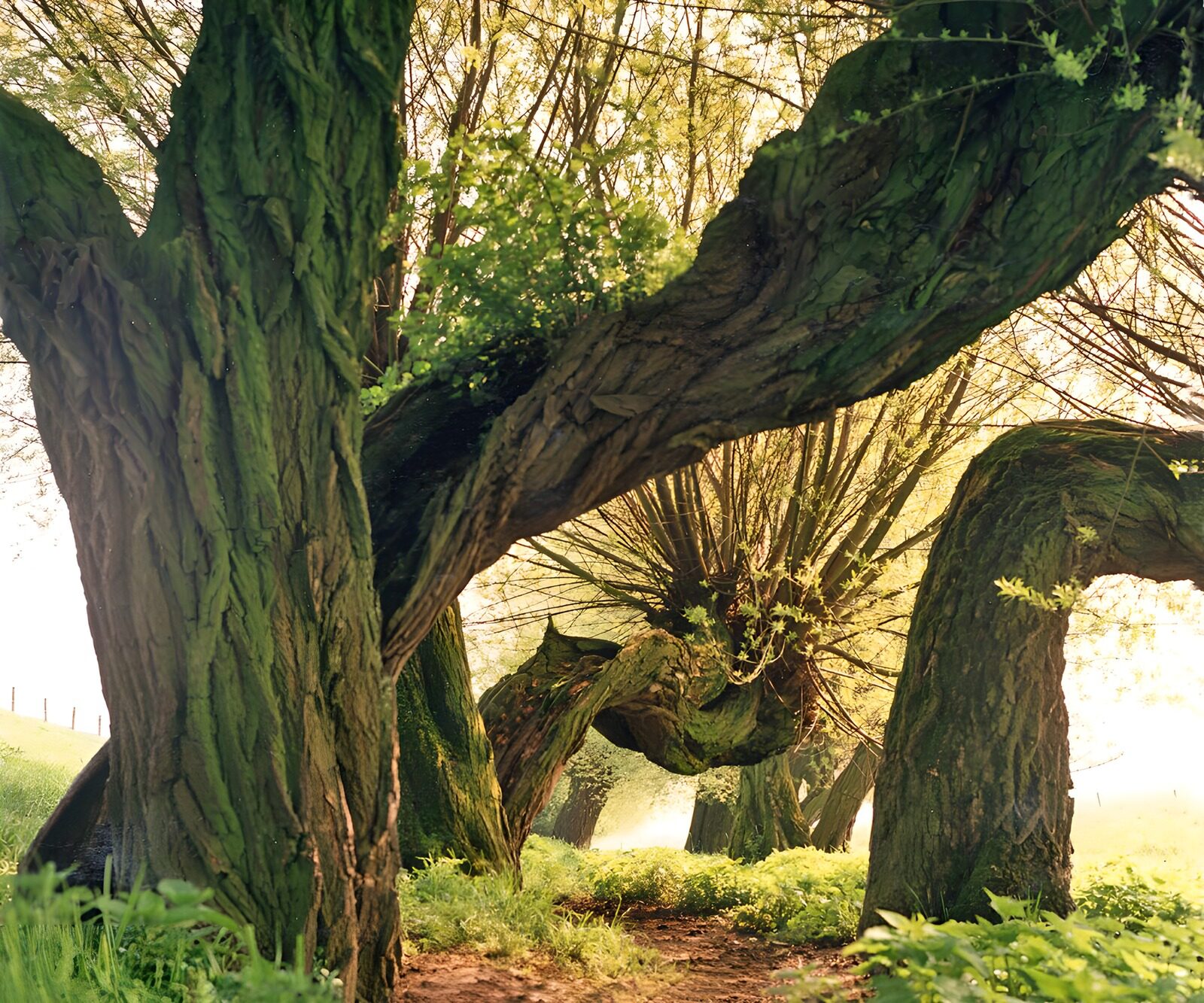 CW4378947: Mooi kronkelige bomen in het ochtendlicht