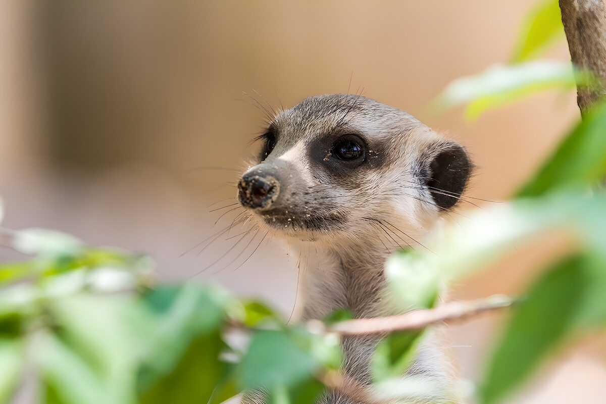 Schattige meerkat tussen de bladeren