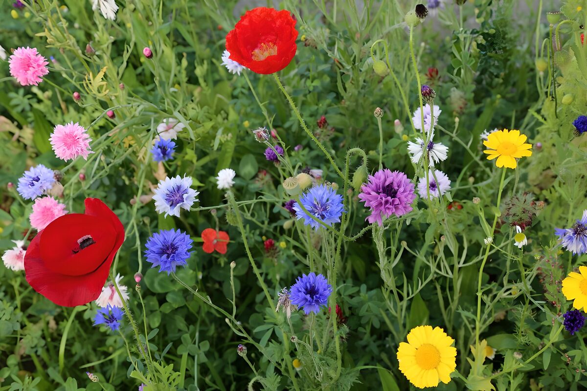 Kleurrijke wilde bloemenweide