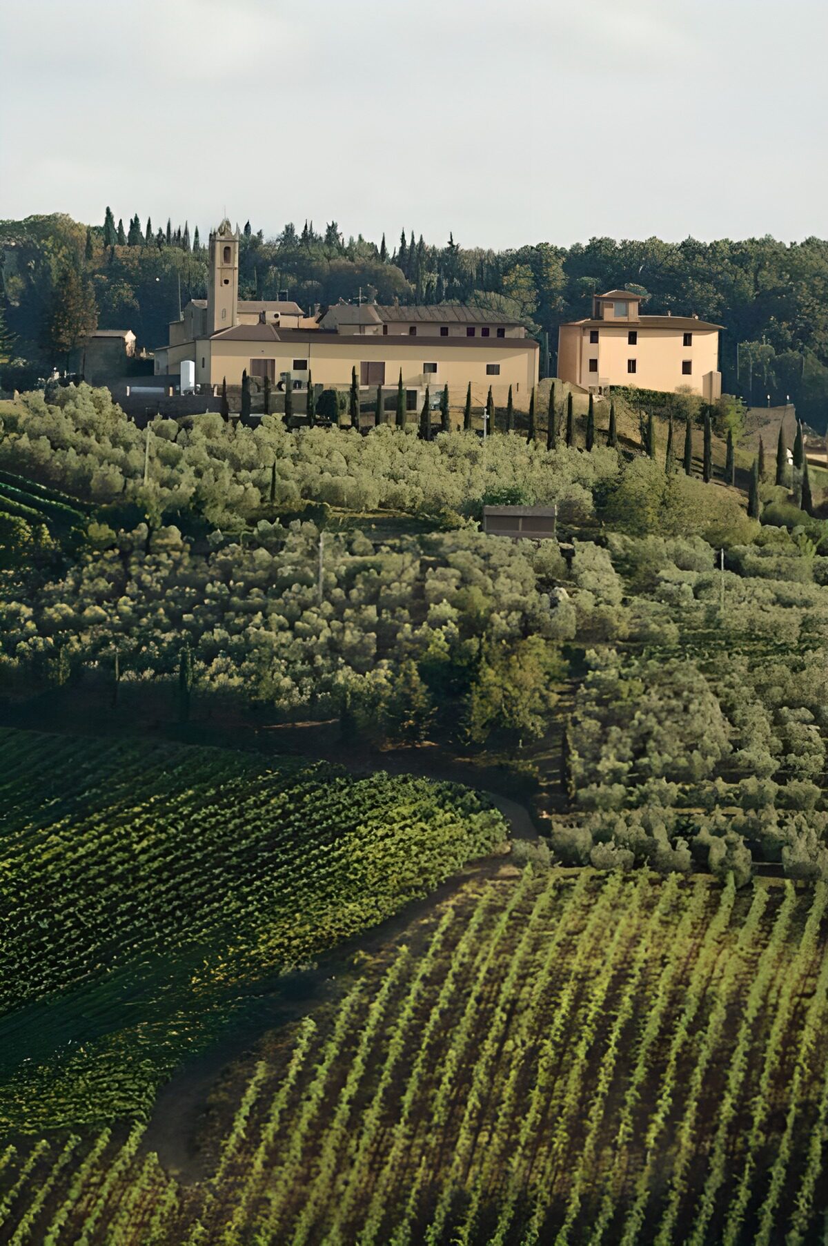 Toscaanse Heuvels met Olijfbomen
