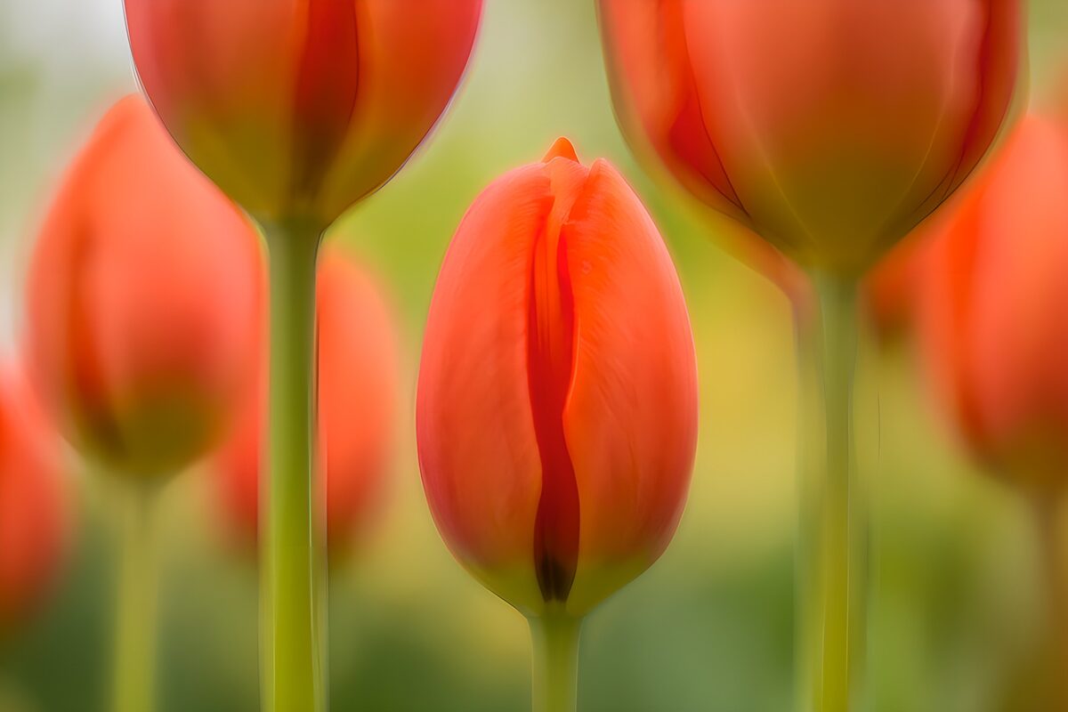 Fleurtulpen in zachte kleuren