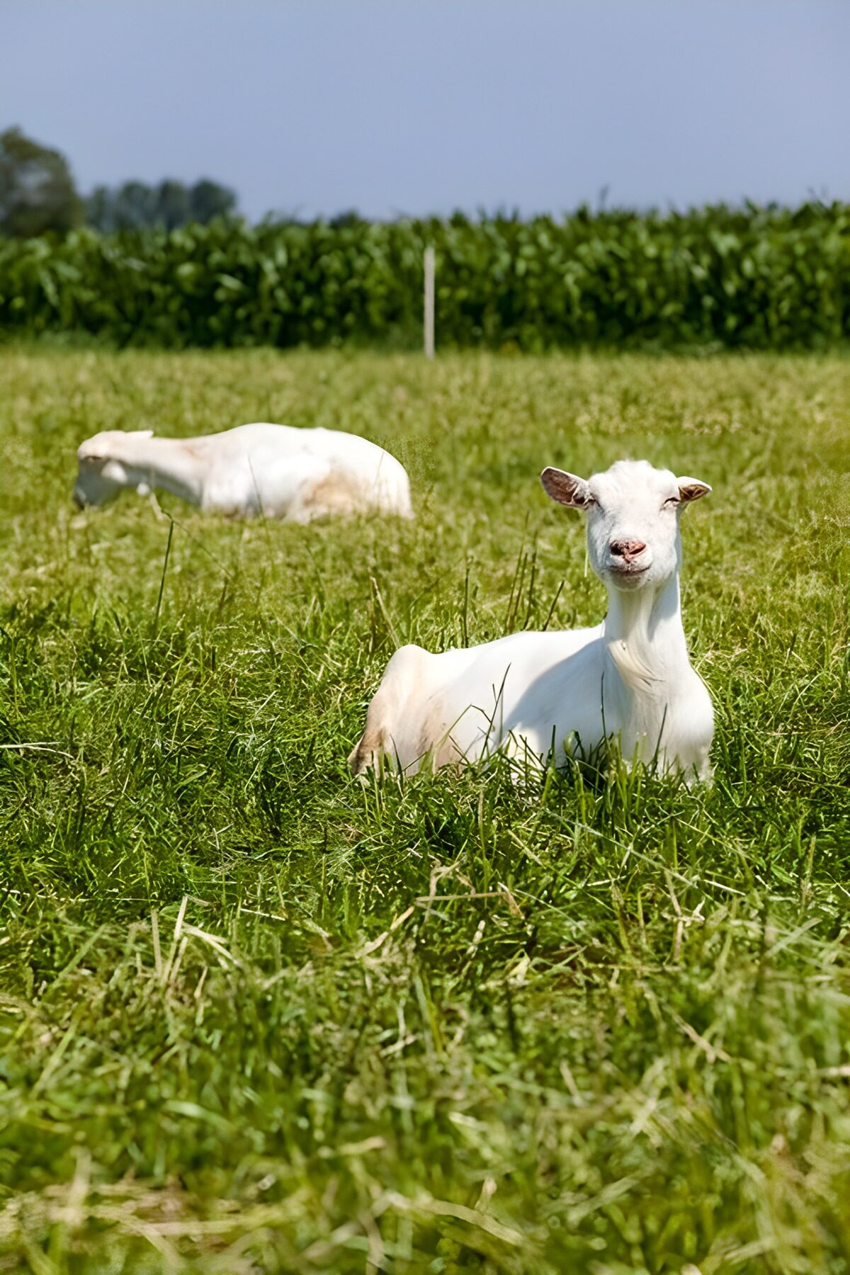 Blije geiten in een groene weide