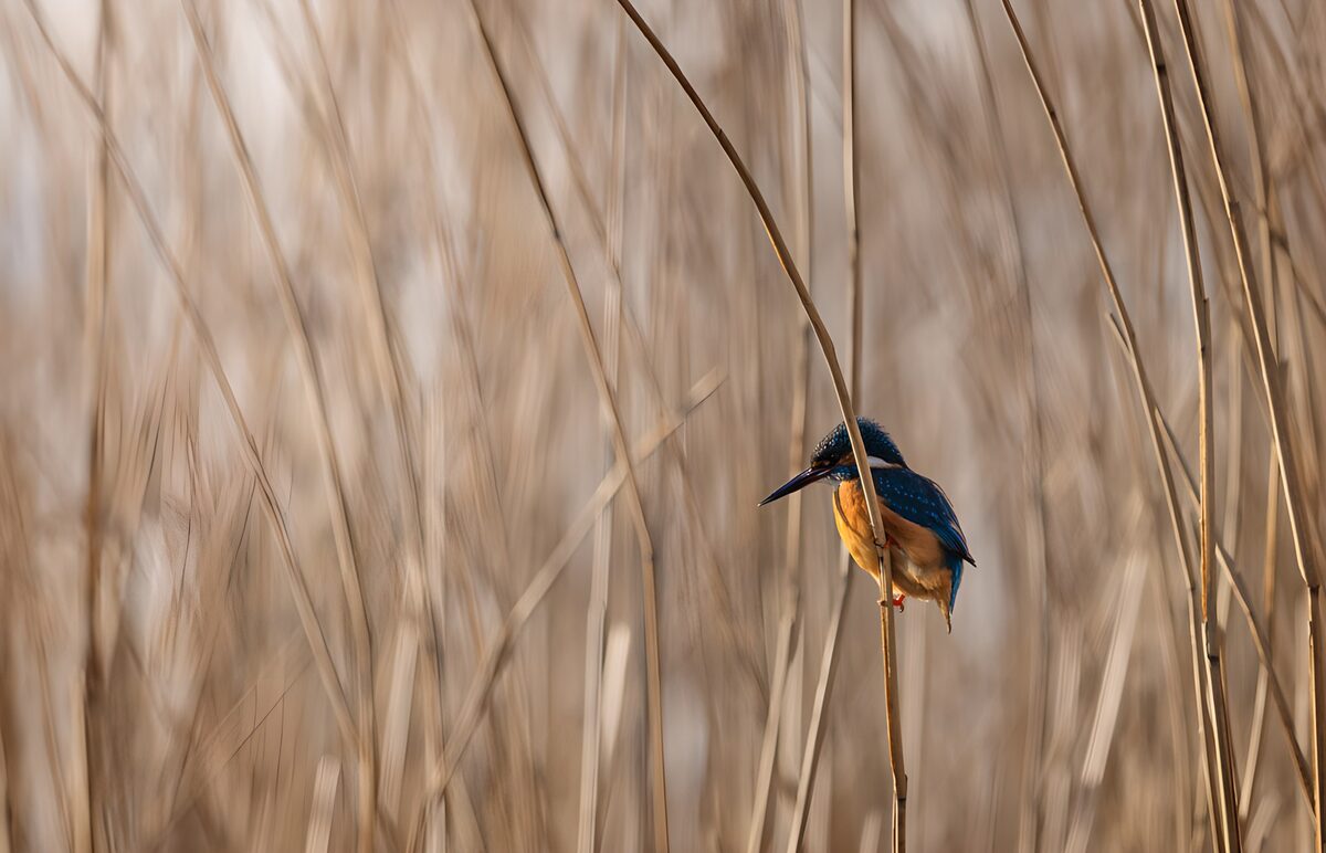 CW5599444: IJsvogel tussen rietstengels