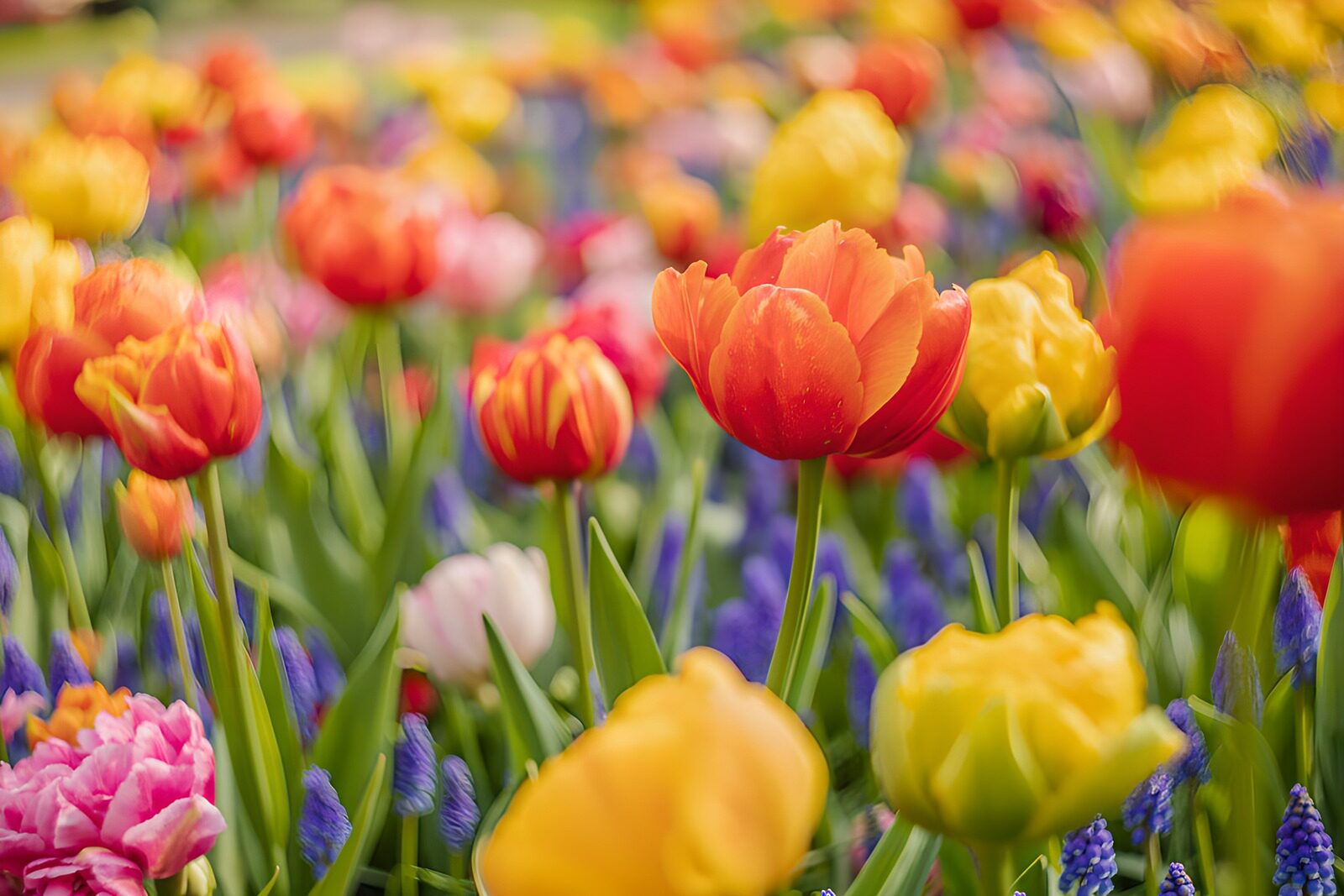 CW2860323: Kleurrijke Tulpenvelden in Bloei
