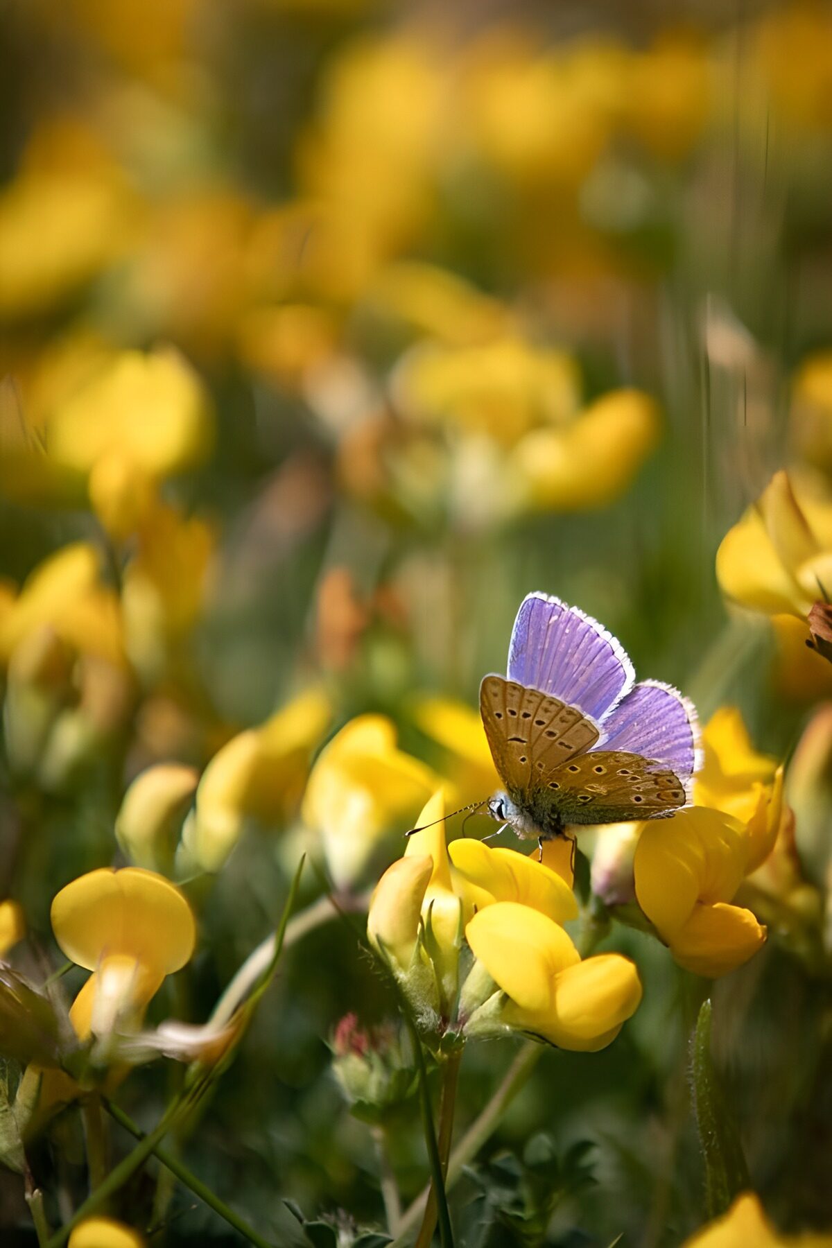 Kleurige vlinder tussen gele bloemen