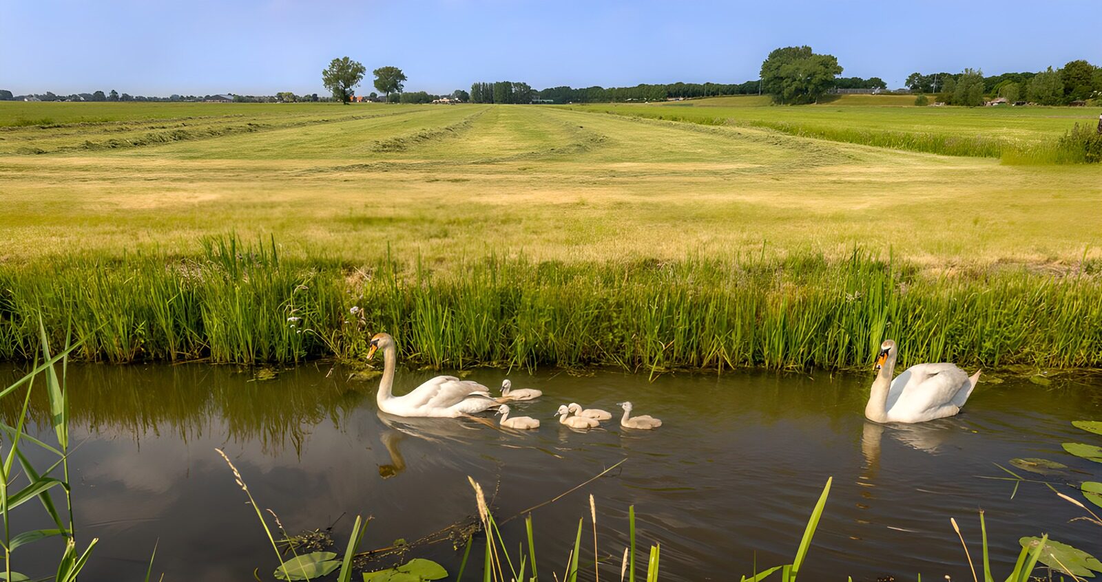 CW9679781: Zwanenfamilie in het groene landschap