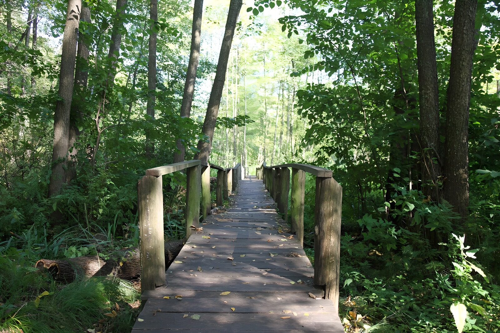 CW6368507: Rustige houten brug in het bos