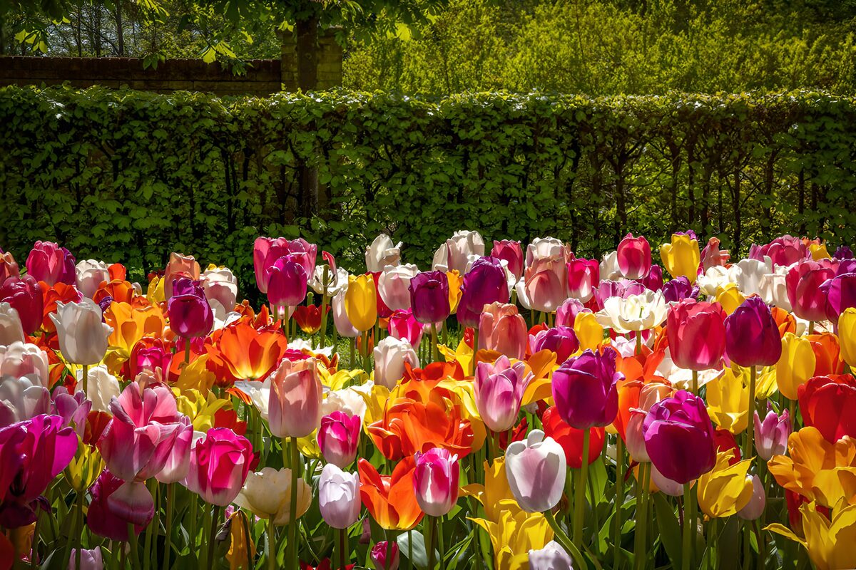 Kleurrijke Tulpenveld in de Lente