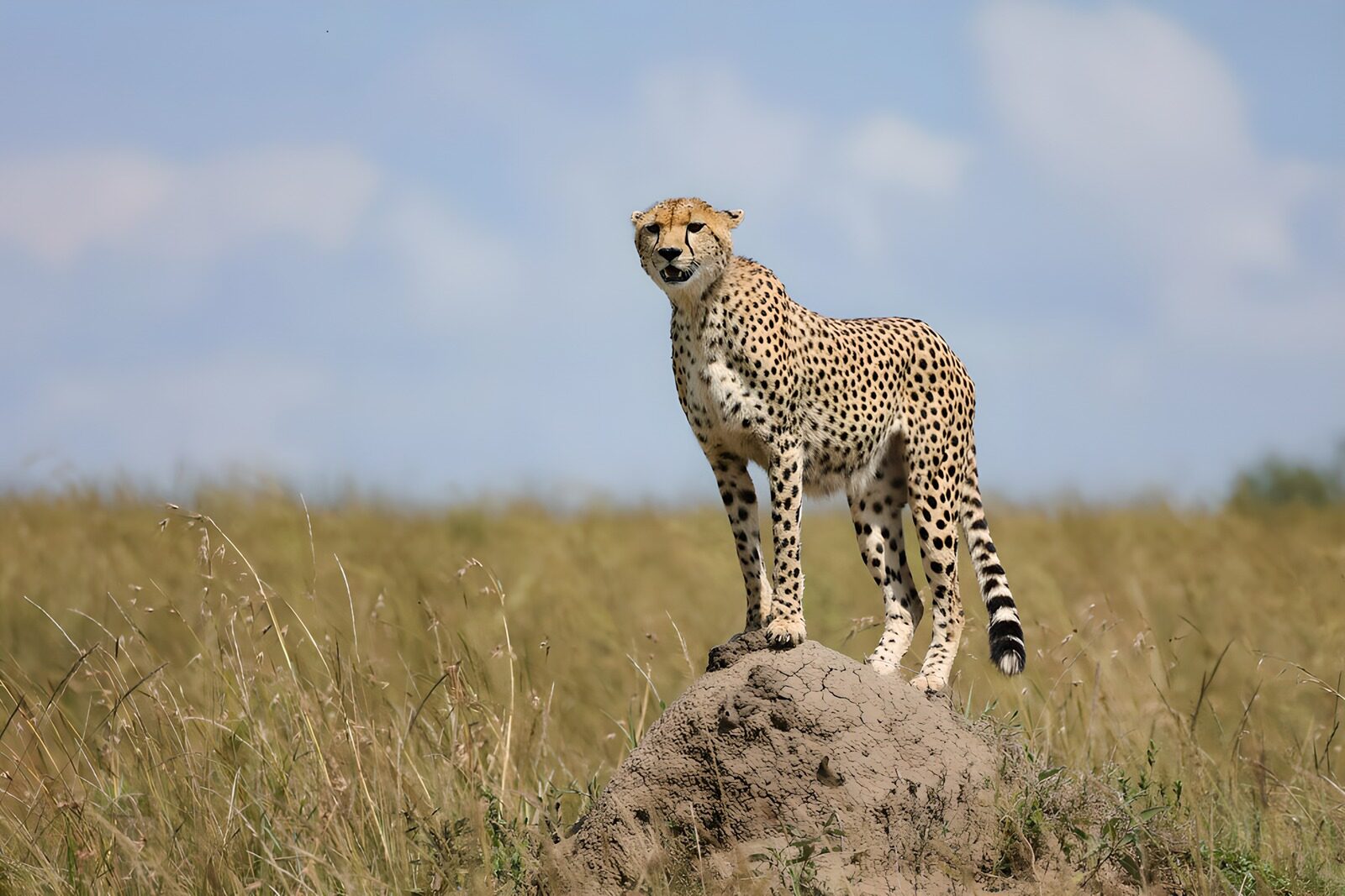 CW3293961: Geparde op een heuvel in het wild