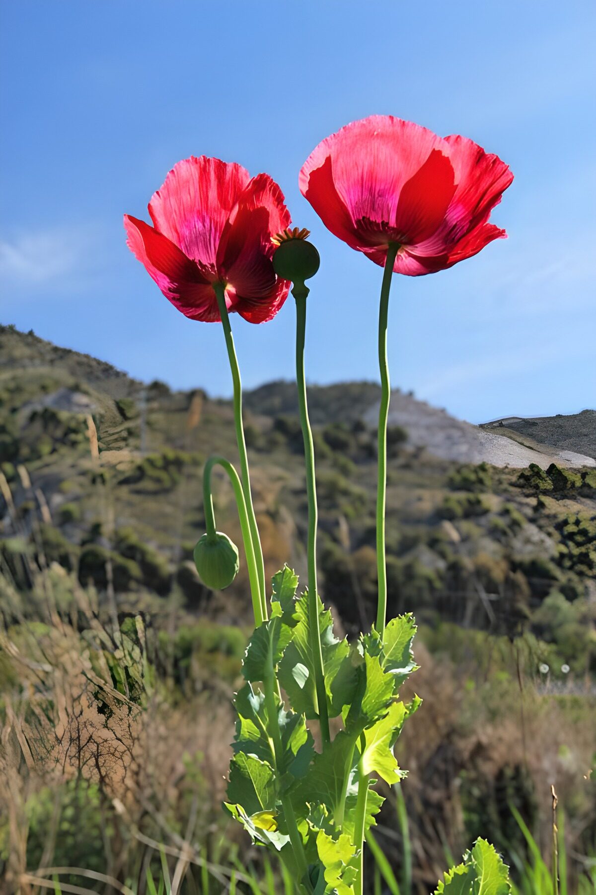 Prachtige rode bloemen in de natuur