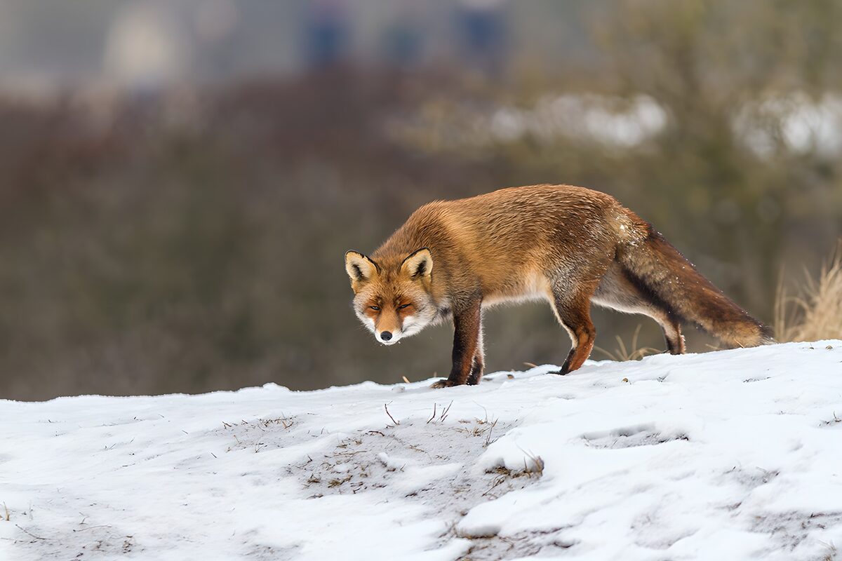 Vos in de sneeuw