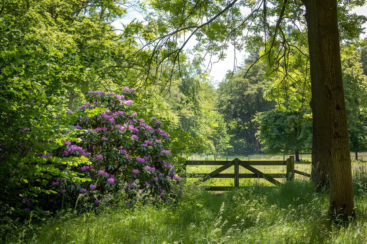 Prachtige bloei in het bos