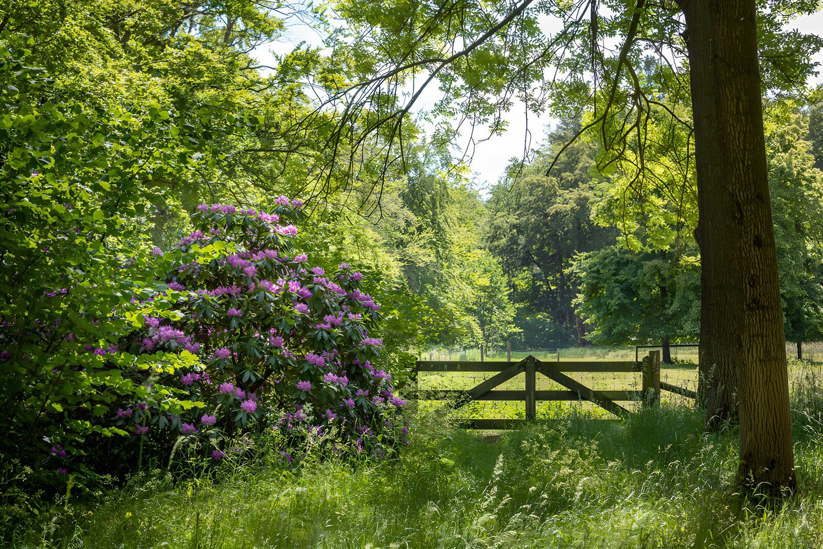 CW7065276: Prachtige bloei in het bos