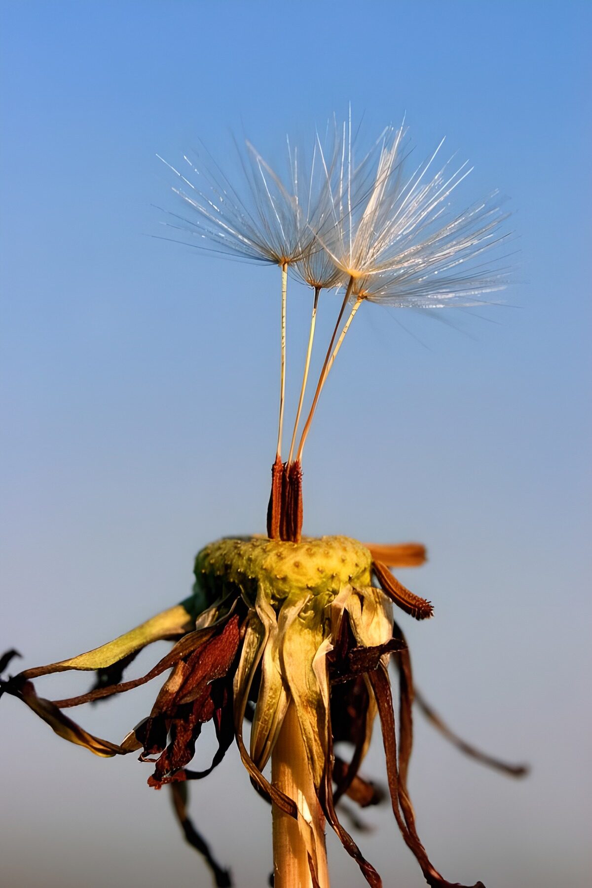 CW1564602: Dandelion in de wind