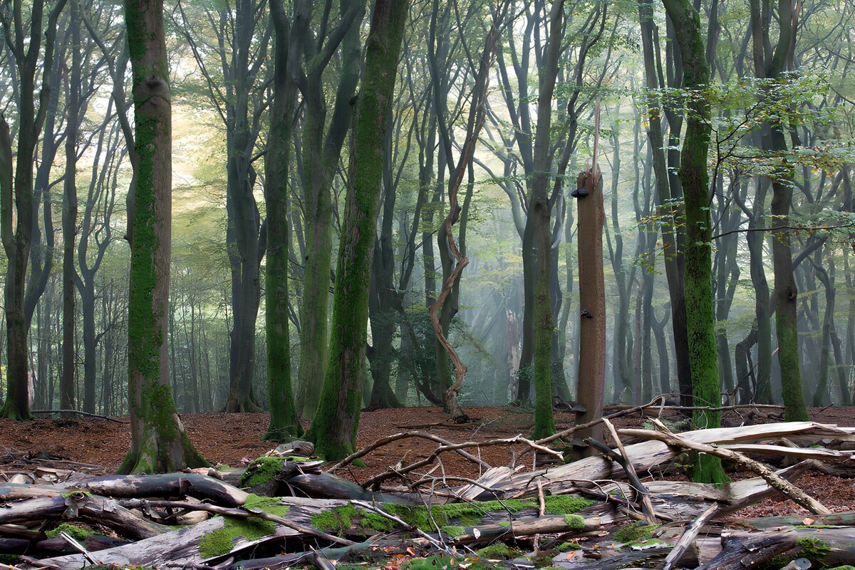 Mystieke bossen in de mist