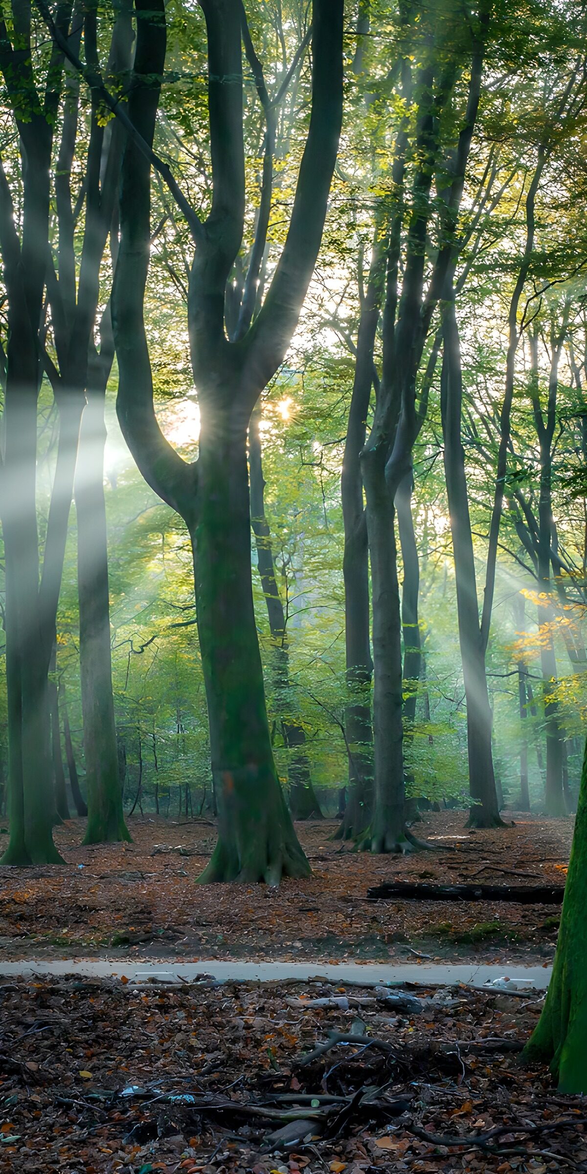 Stralen van Licht in het Bos