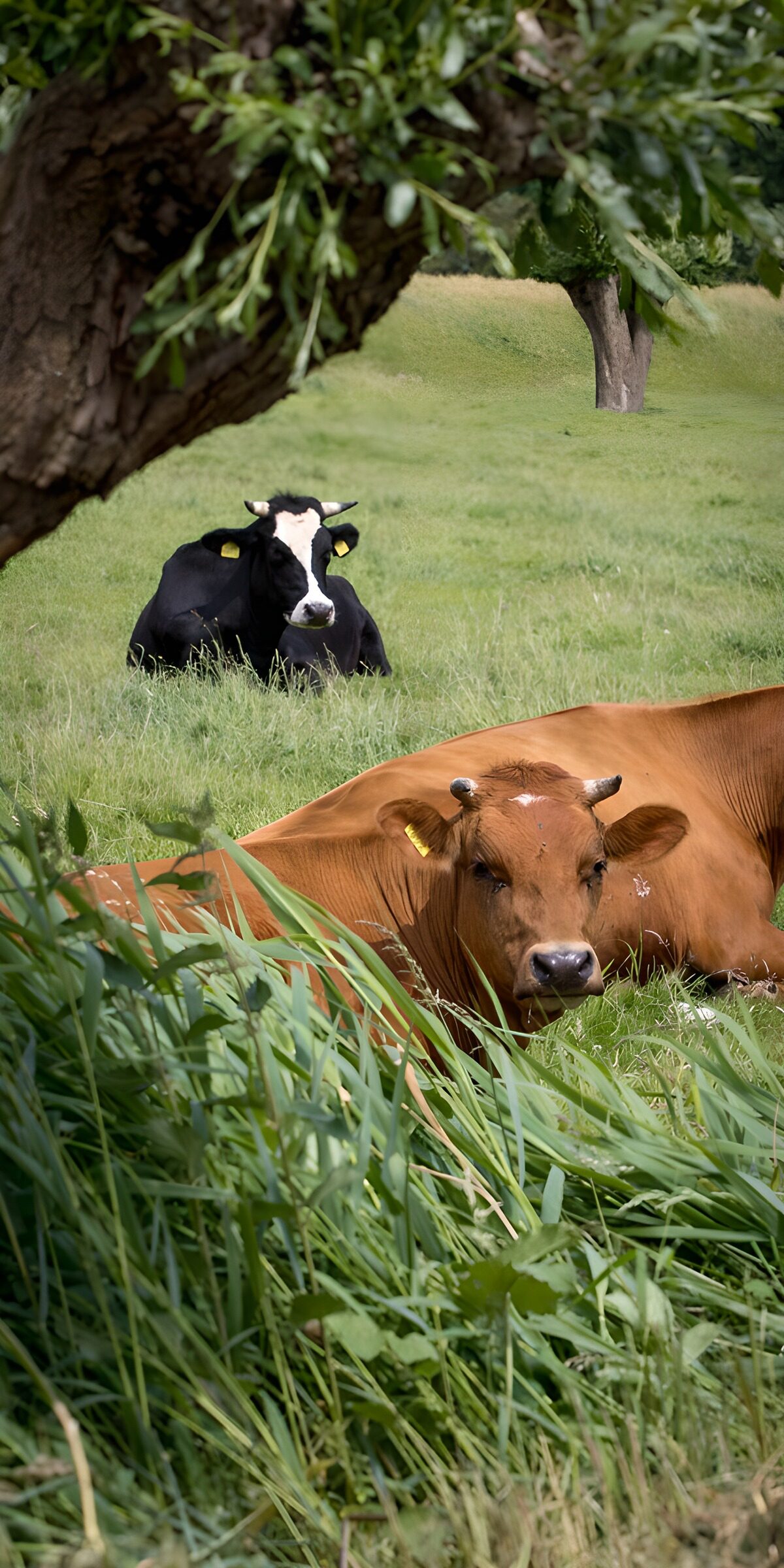 CW9868731: Rustige koeien op een groene wei
