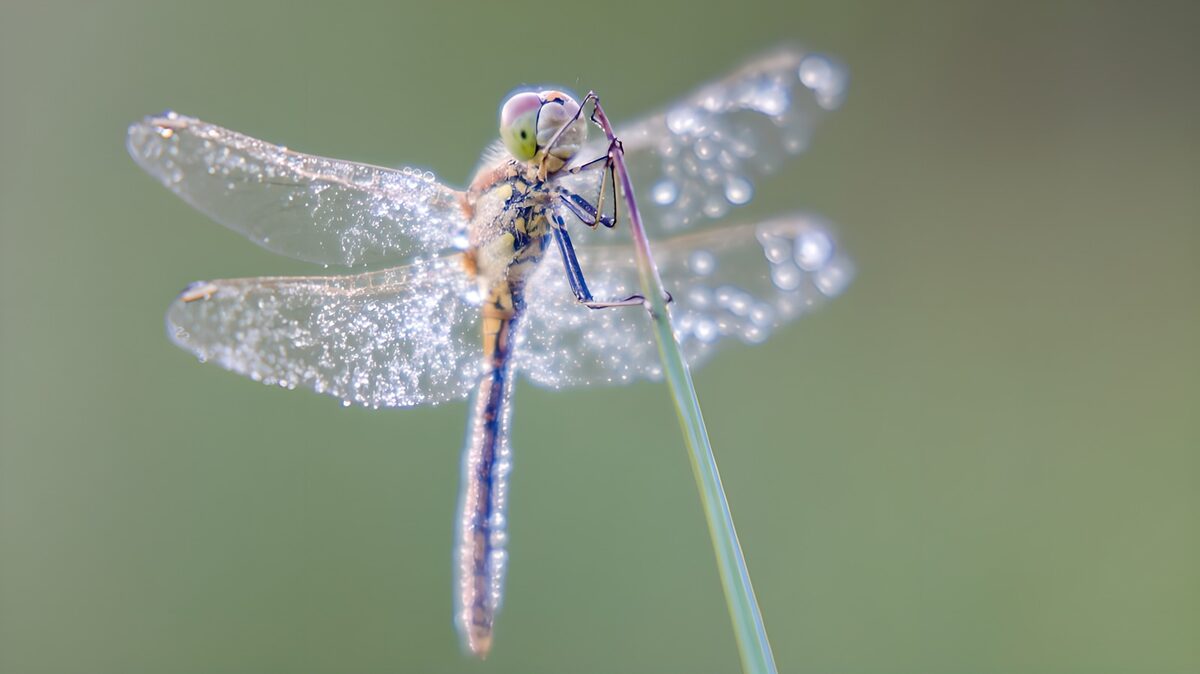 Libelle bedekt met dauwdruppels