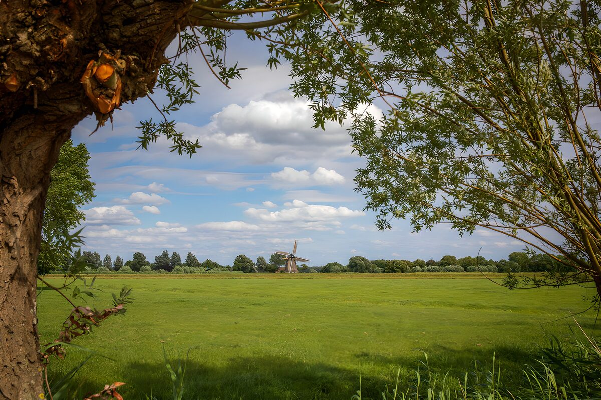 Molens in het groene landschap