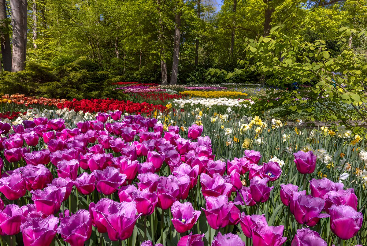 Kleurrijke tulpen in volle bloei