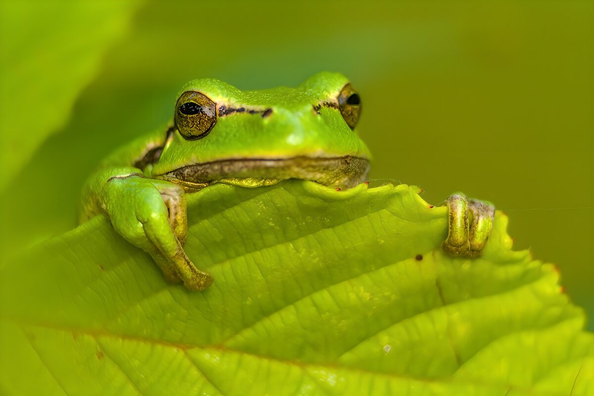 Groene kikker op een blad